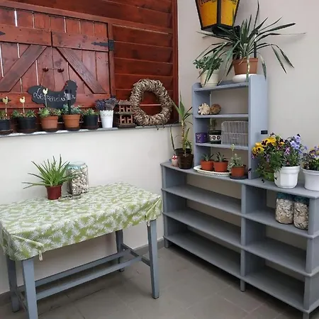 Belvarosi Levendula *